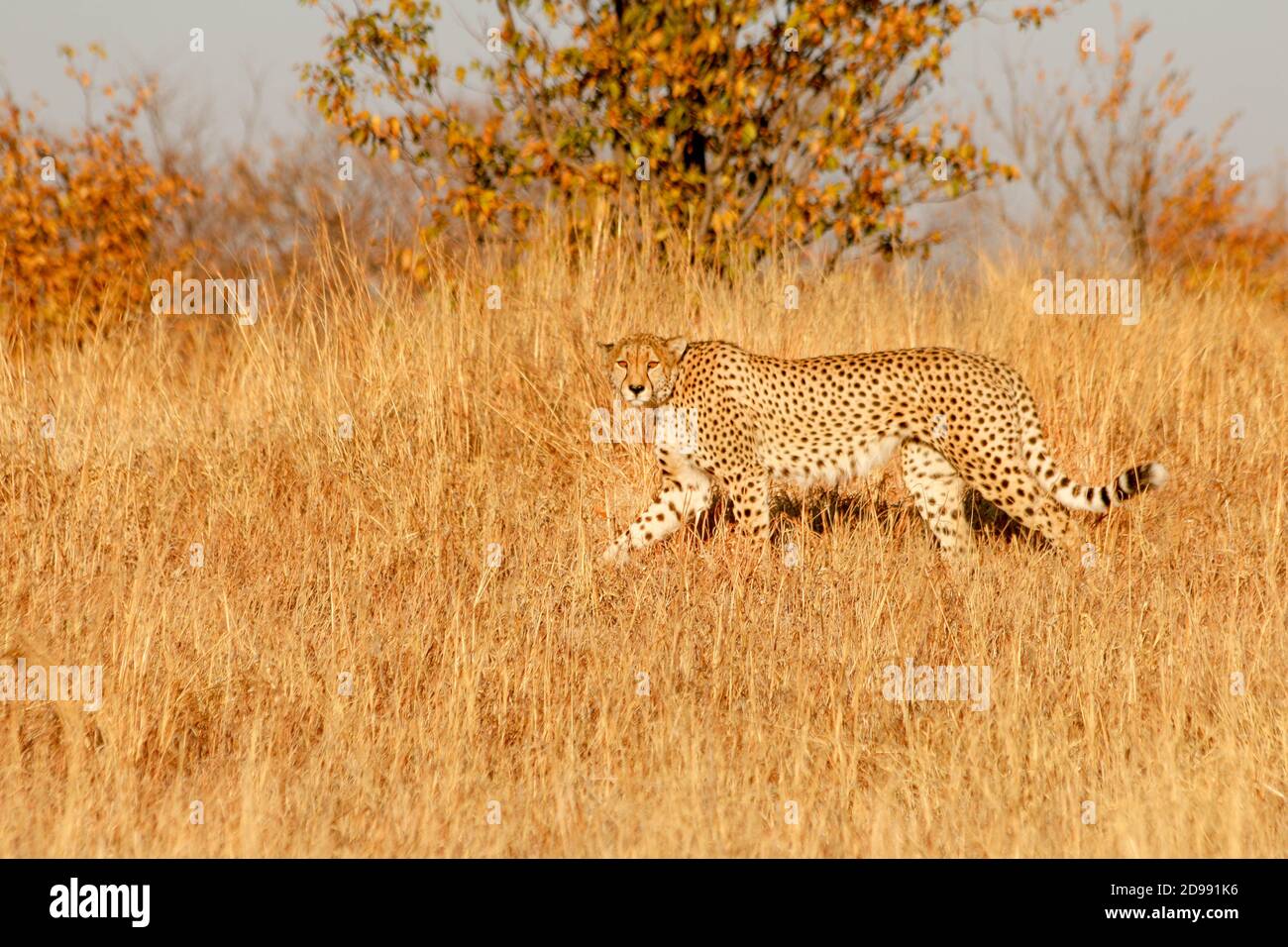 Zimbabwe is mostly grassland, but its mountains give way to tropical and hardwood forests. Zimbabwe supports the second largest population of elephants, important and growing populations of lion and wild dogs, and was once the agricultural breadbasket in Africa. The prominent wild fauna includes African buffalo, African bush elephant, black rhinoceros, southern giraffe, African leopard, lion, plains zebra, and several antelope species. Zimbabwe. Stock Photo