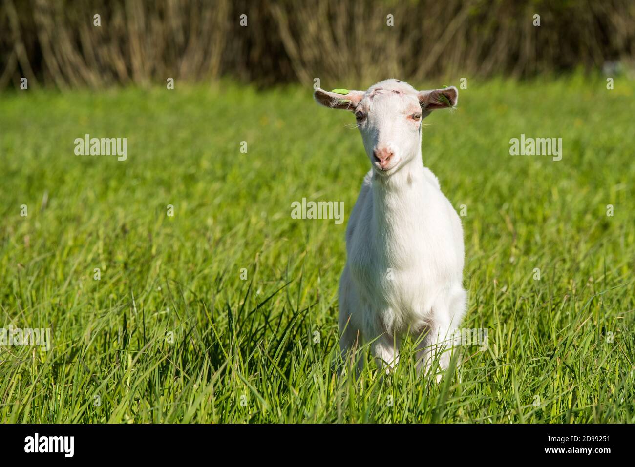 Young white goat in a green grass meadow Stock Photo - Alamy