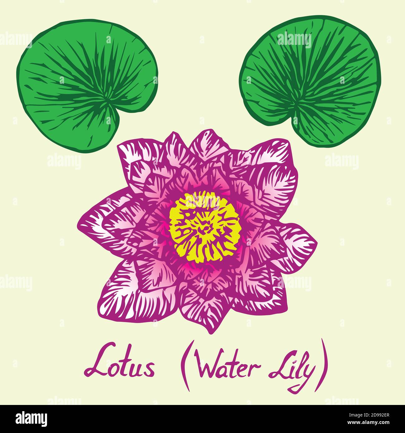 Discover 137+ water lily flower drawing seven.edu.vn
