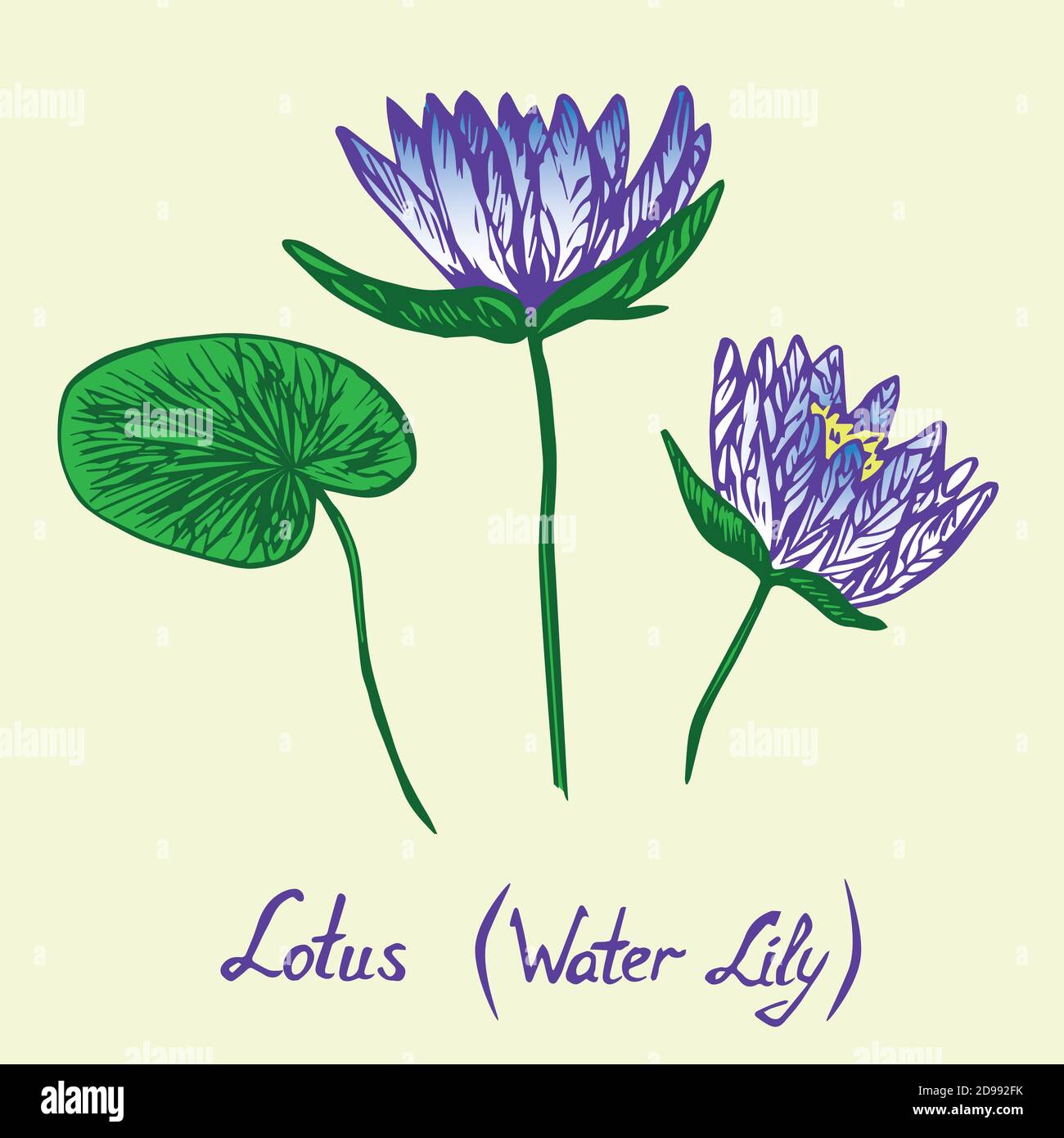 Lotus Water Lily Flowers And Leaves Set With Inscription Hand Drawn Doodle Sketch In Pop Art Style Isolated Colorful Illustration Blue Stock Photo Alamy Lotus Water Lily Flowers And Leaves Set With Inscription Hand Drawn Doodle Sketch In Pop Art Style Isolated Colorful Illustration Blue Stock Photo Alamy
