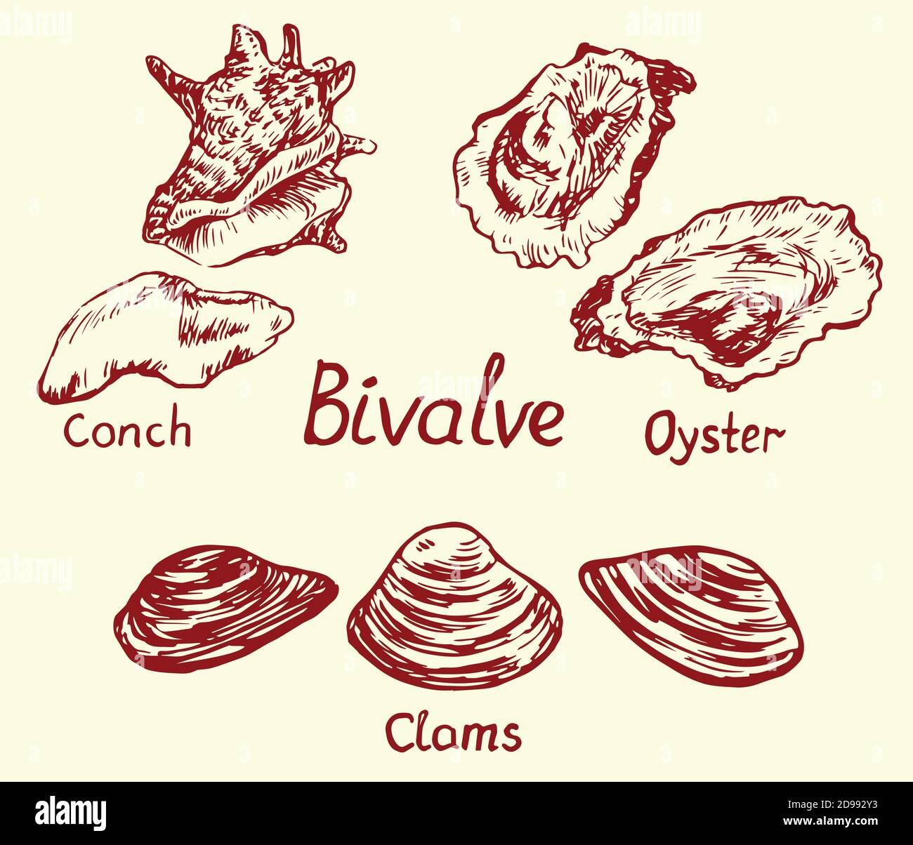Bivalve set, conch, oyster, clams, isolated, outline simple doodle