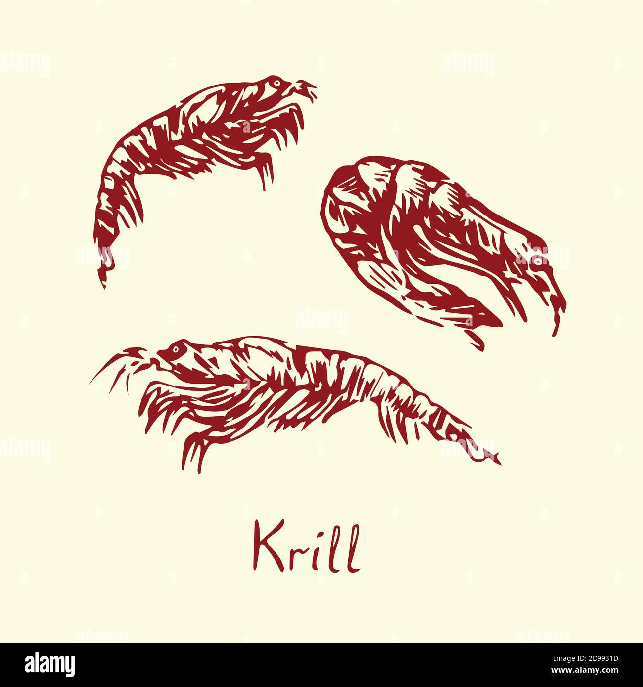 Krill isolated, outline simple doodle drawing in gravure style with