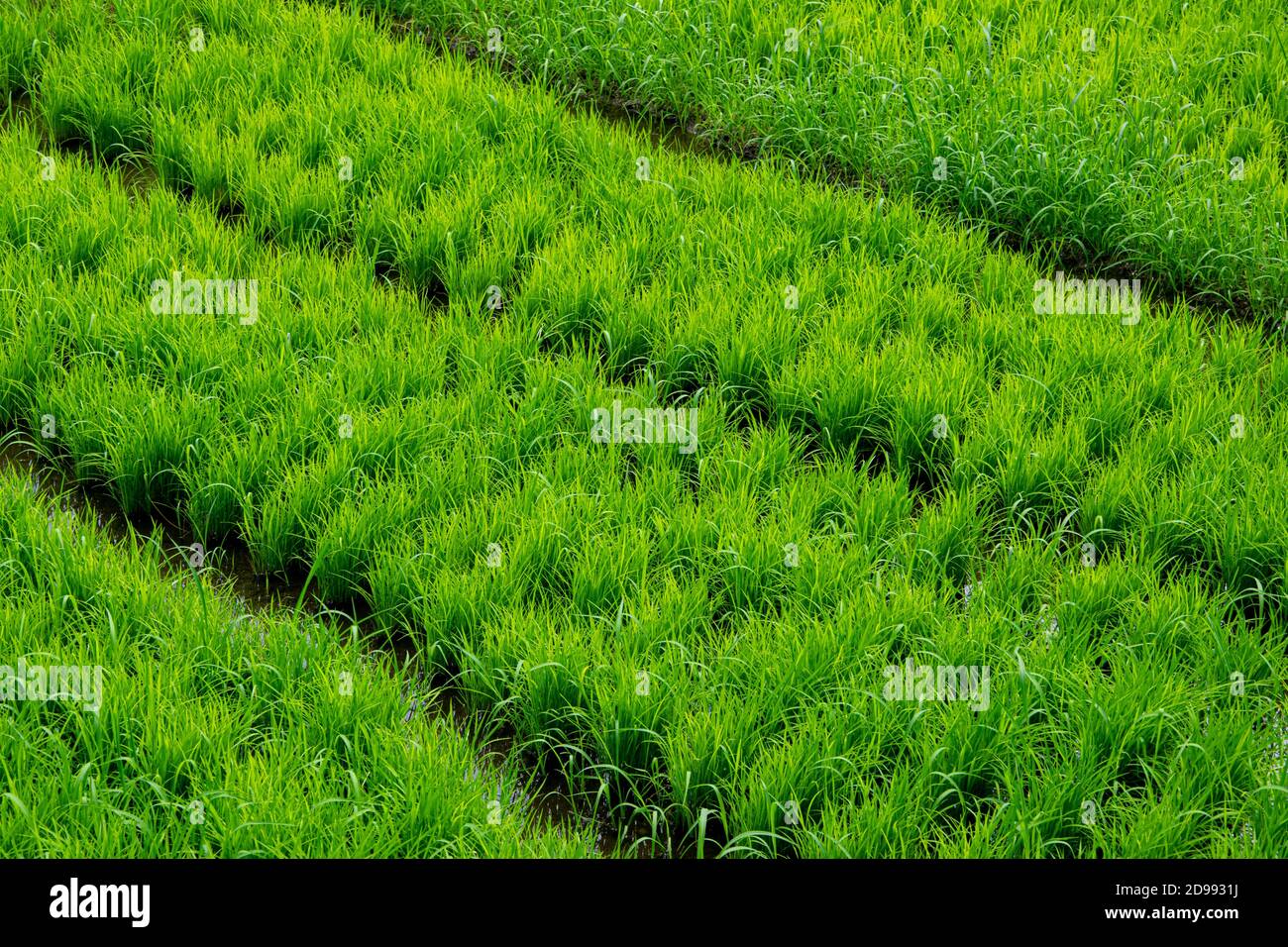 High angle view of a rice field agriculture landscape in the Philippines, Asia, where rice crops are growing. Stock Photo