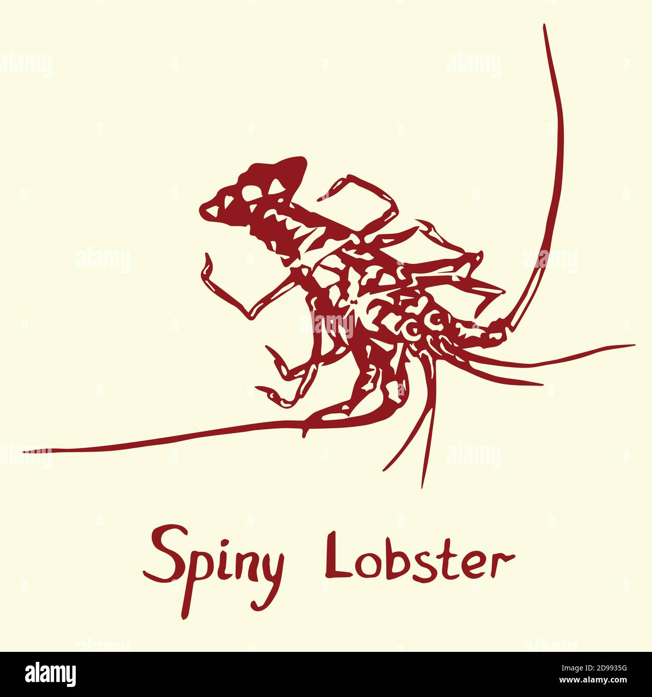 Spiny lobster isolated, outline simple doodle drawing in gravure style