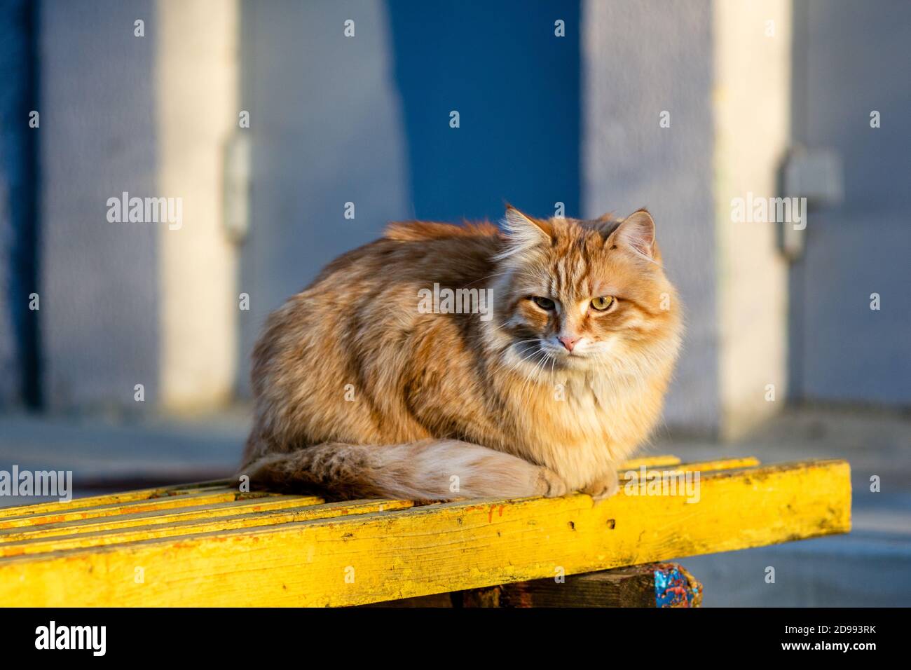 Red fluffy cat on a yellow bench Stock Photo