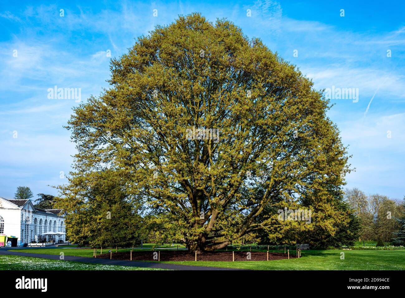 The largest tree in Kew Garden, chesnut leaved-oak, Quercus castaeinifolia Stock Photo