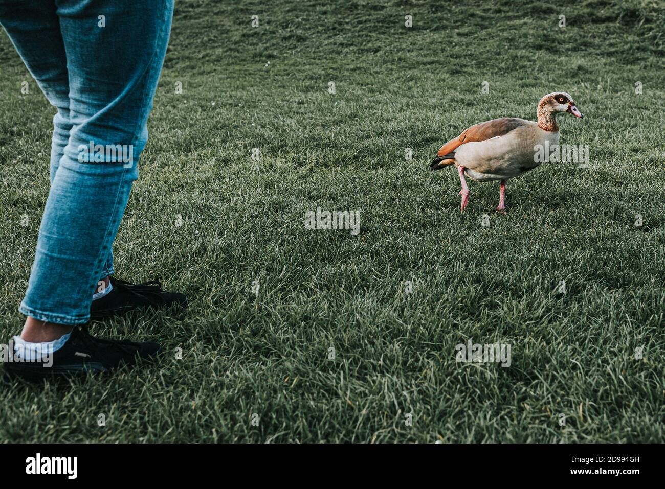 Young girl wearing jeans walking towards two ducks Alopochen aegyptiacus running in park during a spring day. Framing waist down to use the grass Stock Photo