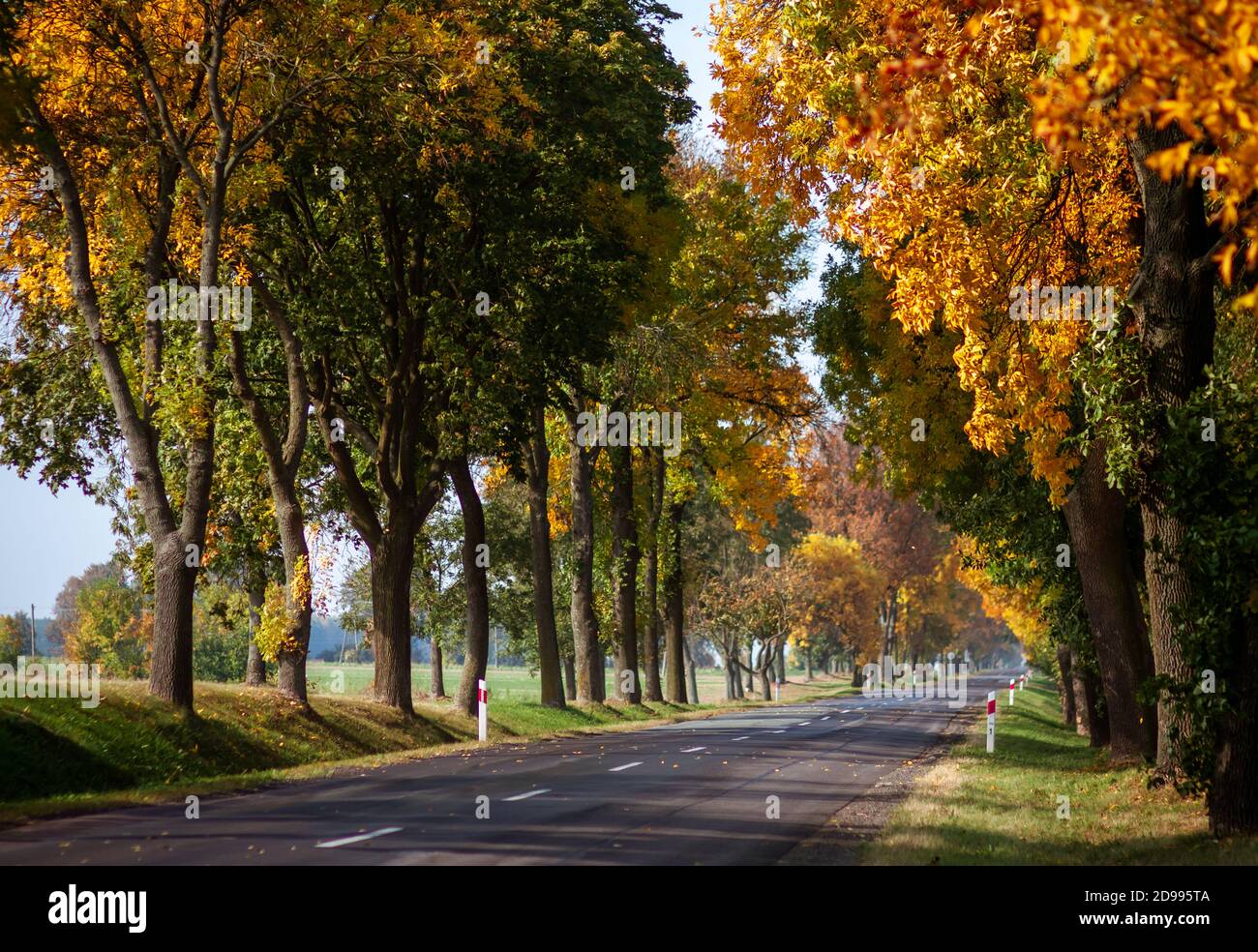 Paved asphalt road goes through forest with autumn trees in rural locality with concrete bollards. Sunny clear cloudless day without people and cars Stock Photo