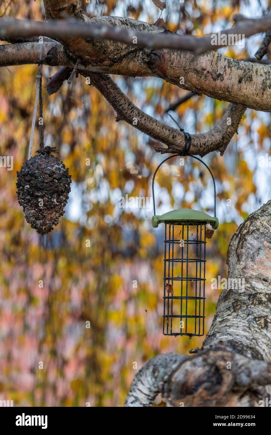 Bird Feeders Tree High Resolution Stock Photography and Images Alamy