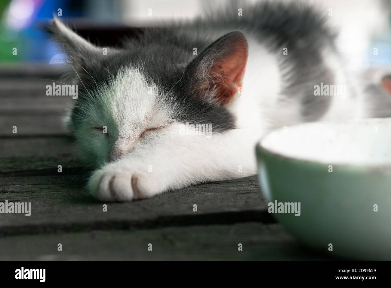 Tired cute little kitten sleeps near a bowl of milk after meals Stock