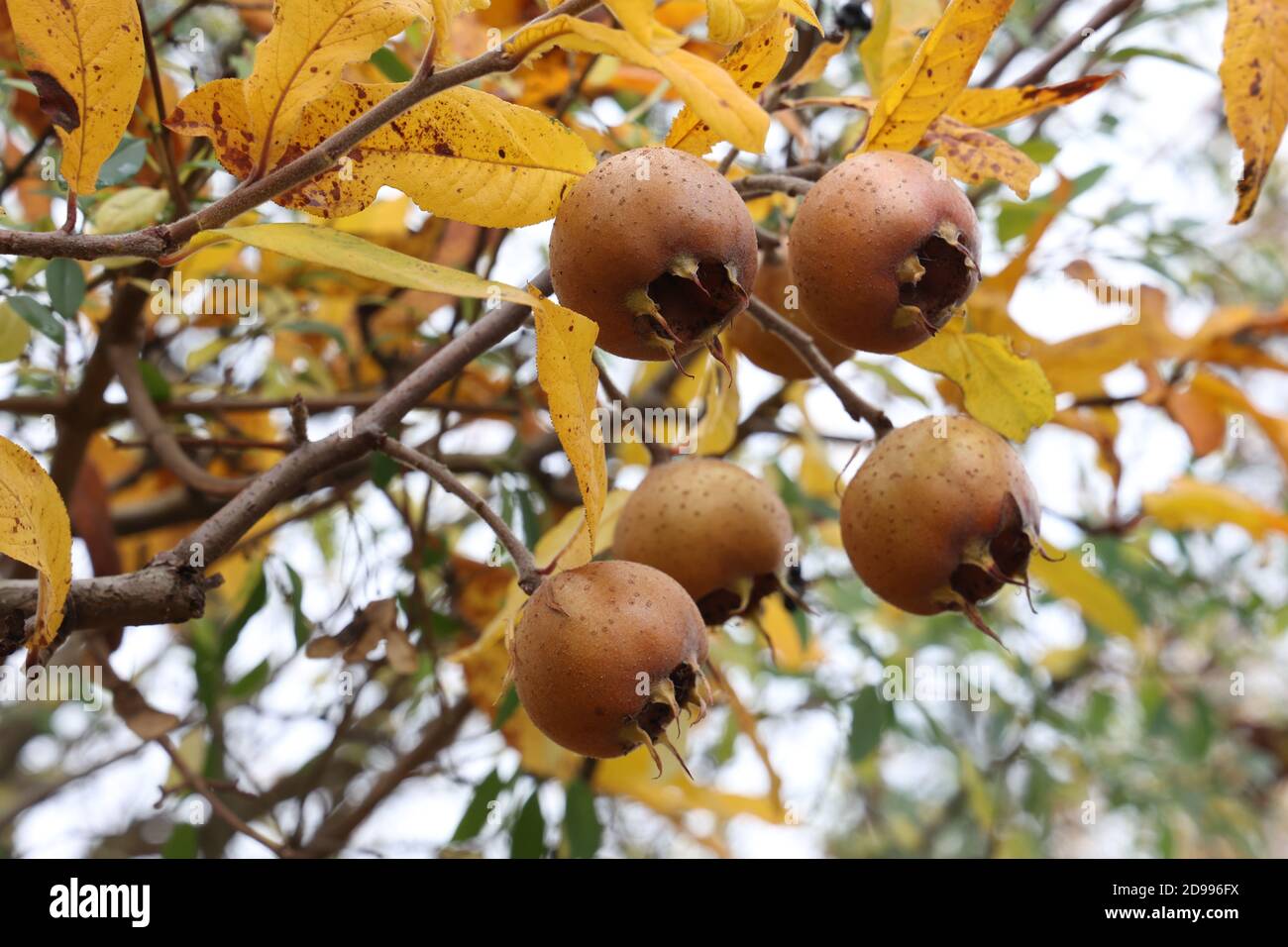Mespilus Tree Fruit of Mespilus germanica, also named common medlar at a tree Stock ...