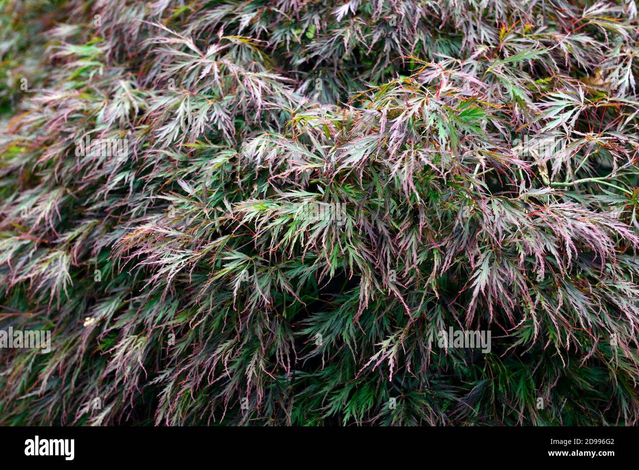 acer palmatum dissectum,green purple leaves,dissected foliage,shrubs,oriental maples,japanese maple,deciduous tree,RM Floral Stock Photo