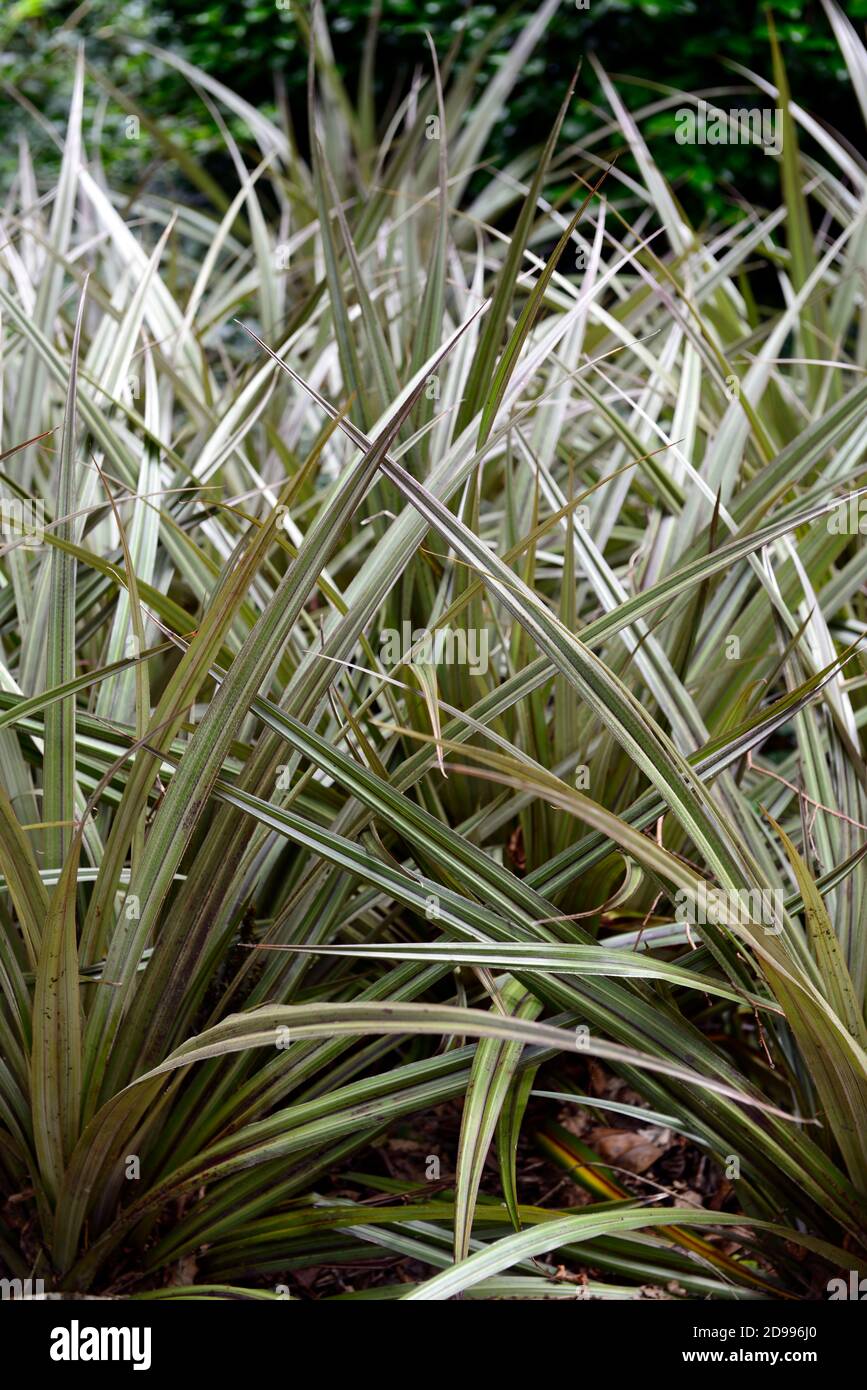 astelia chathamica silver spear,ornamental grasses,foliage,leaves,plant portraits,perennials,shade,shaded,shady,foliage plant,foliage plants, RM Flora Stock Photo