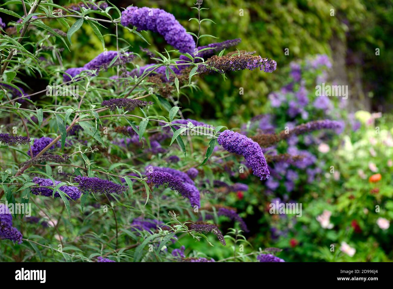 buddleja lochinch,purple flowers,spires,deciduous shrubs, buddleja,flowering,insect friendly,rm floral Stock Photo