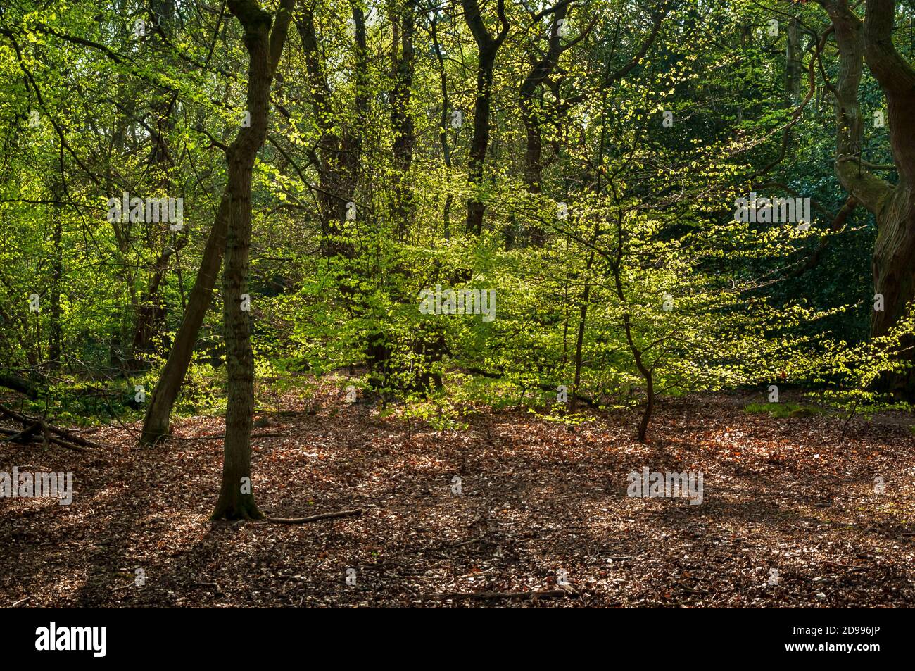 Ecclesall woods christmas trees