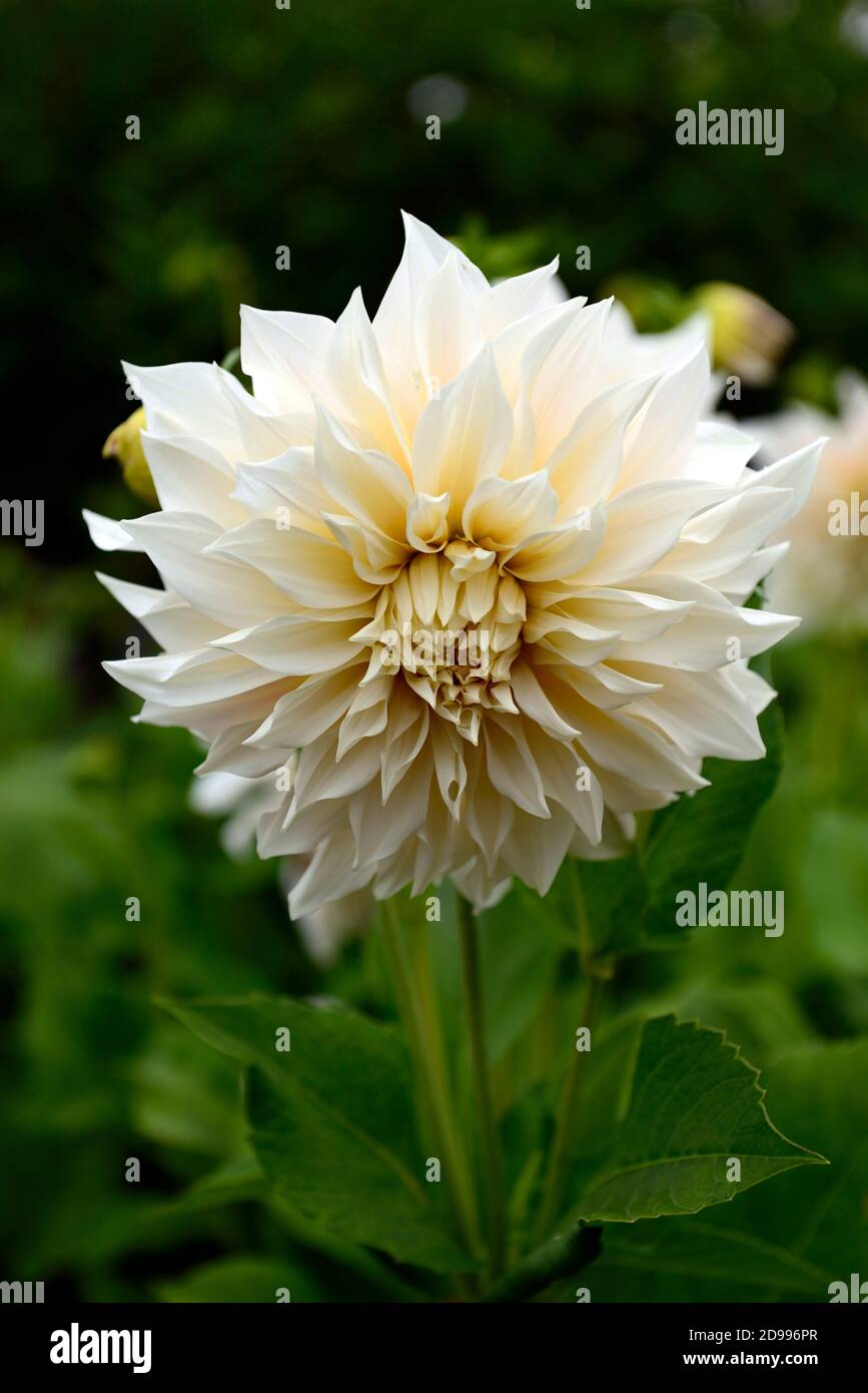 dahlia cafe au lait,white,flower,flowers,flowering,dahlias,RM Floral Stock Photo