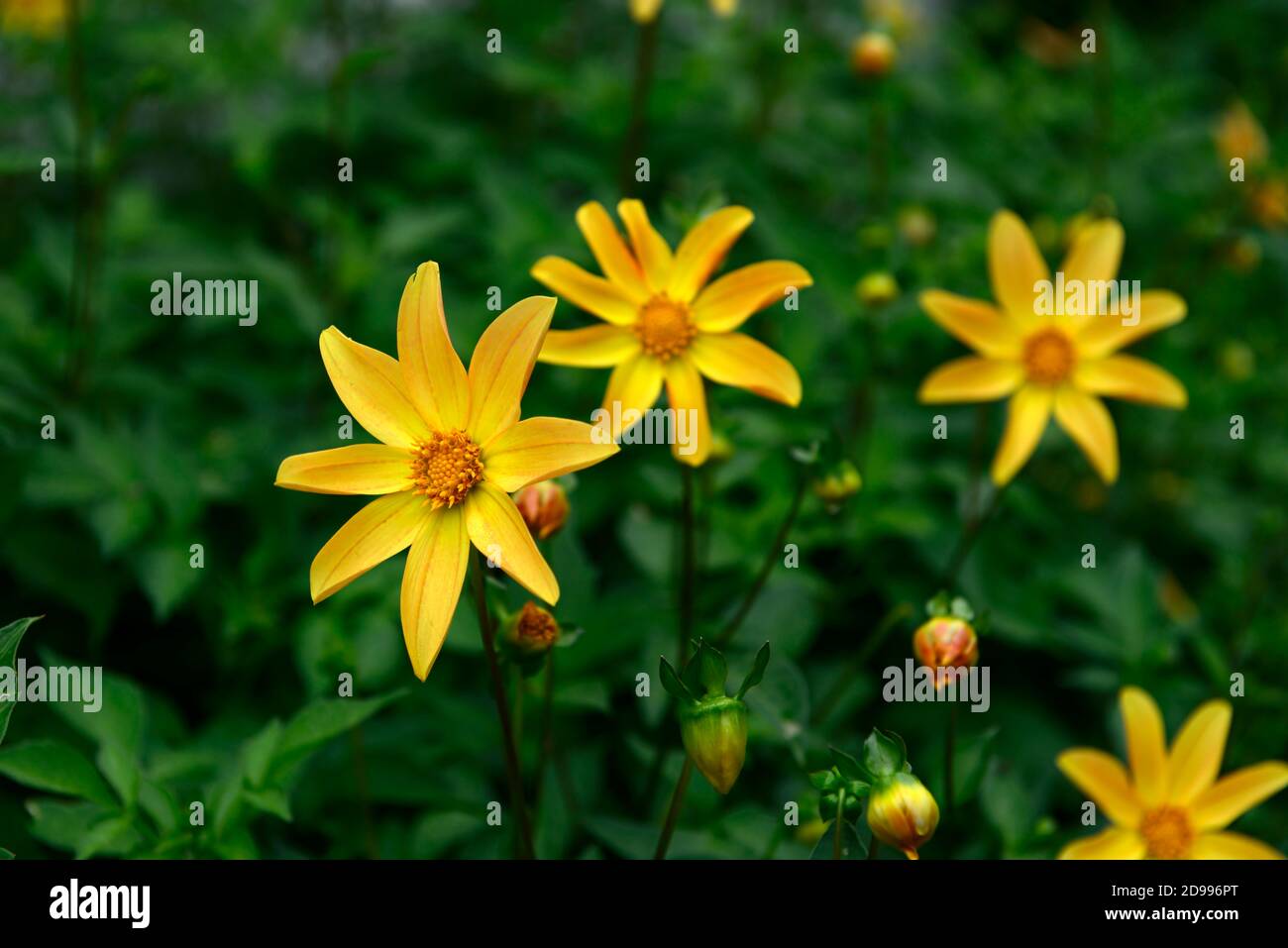 dahlia bishop of york,dahlias,yellow flower,flowers,flowering,dark foliage,RM Floral Stock Photo