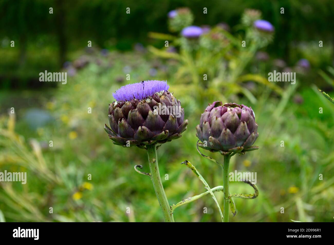 Cynara Cardunculus Cardoon Artichoke Artichoke Thistle Purple Flower Flower Head Flowers Flowering Ornamental Thistle Garden Gardening Rm Floral Stock Photo Alamy Cynara Cardunculus Cardoon Artichoke Artichoke Thistle Purple Flower Flower Head Flowers Flowering Ornamental Thistle Garden Gardening Rm Floral Stock Photo Alamy