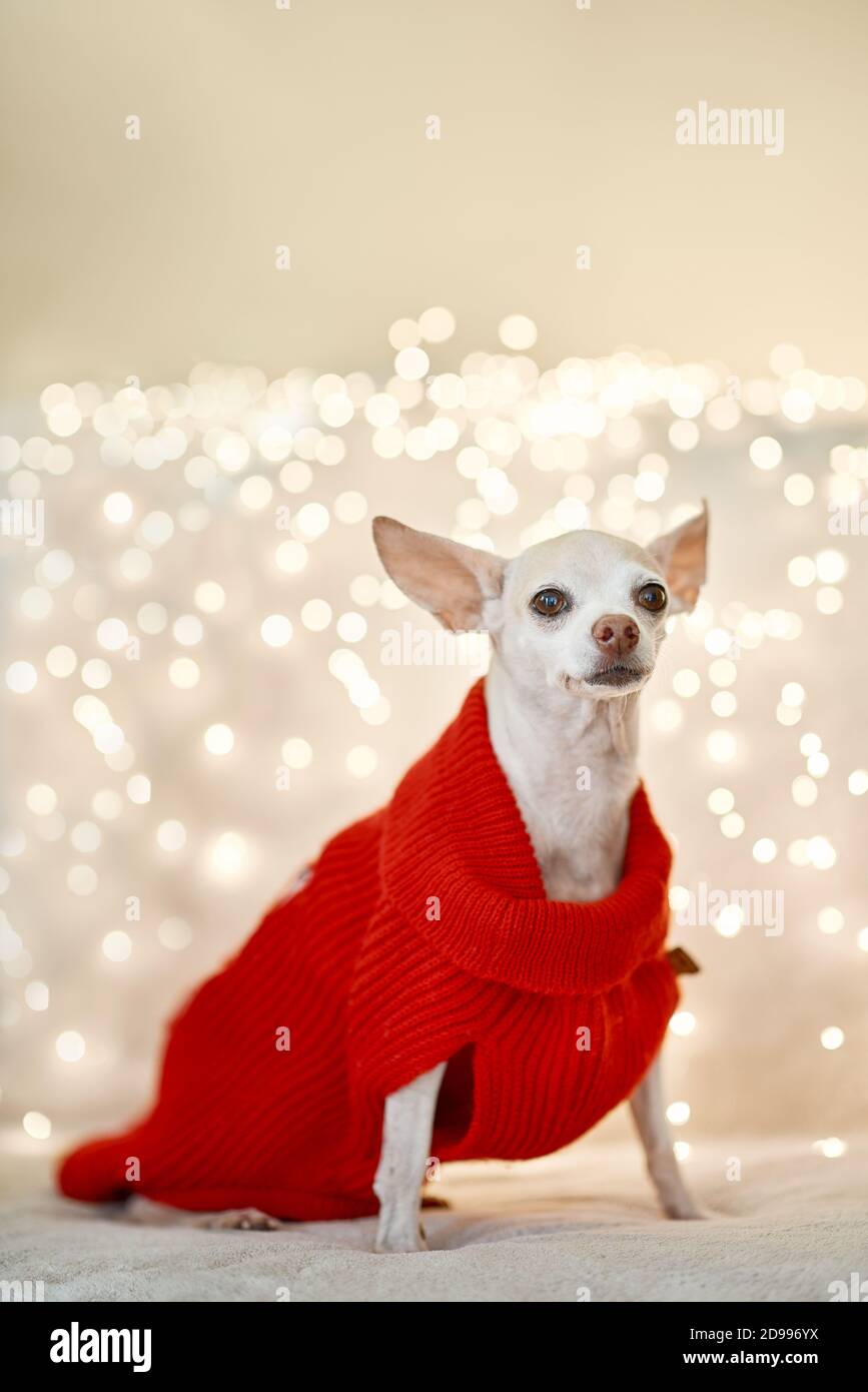 Chihuahua Christmas Costume 