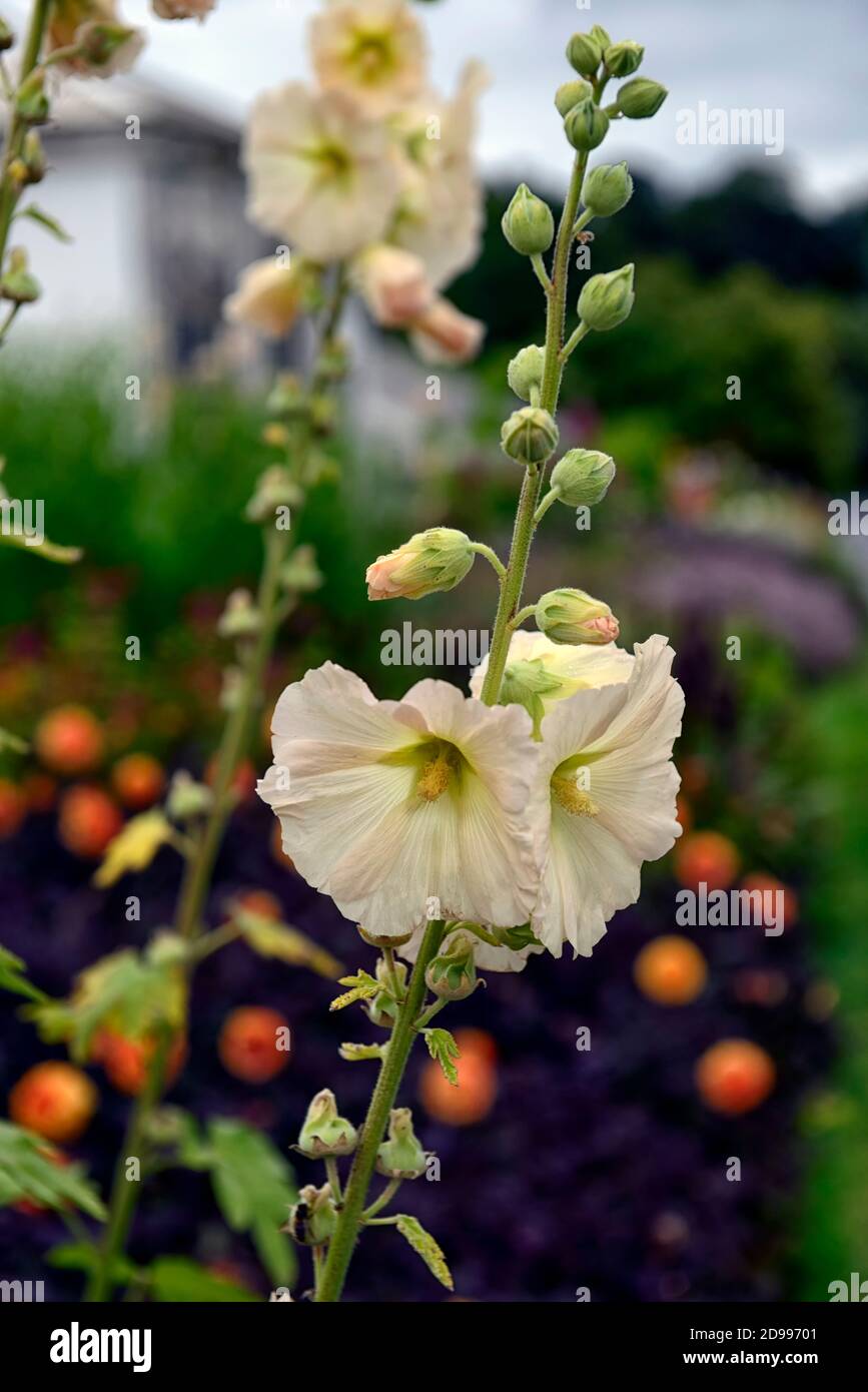 Alcea rosea, hollyhock,creamy white flowers,cream white flowers,flower,flowers,flowering,cottage garden, perennial,RM Floral Stock Photo