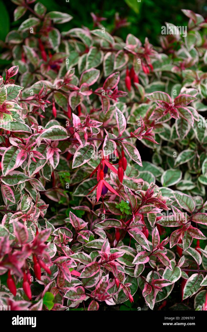 fuchsia sunray,variegated green red foliage,leaves,pink purple flowers,flower,flowering,RM Floral Stock Photo