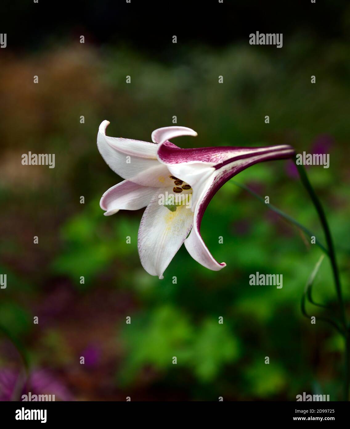 lilium formosanum var pricei,lily,lilies,flowers,flowering,cream pink trumpet,miniature lily,alpine lily,alpines,scent,scented,fragrance,fragrant,RM F Stock Photo