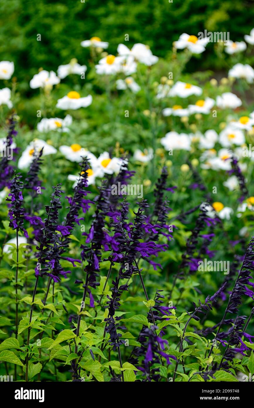 Salvia guaranitica Black & Bloom,Salvia guaranitica Black and Bloom