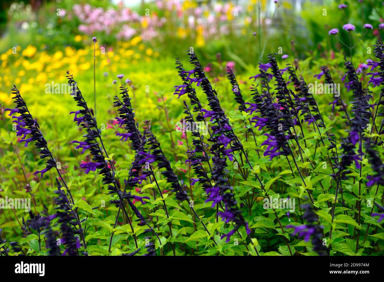 Salvia guaranitica Black & Bloom,Salvia guaranitica Black and Bloom