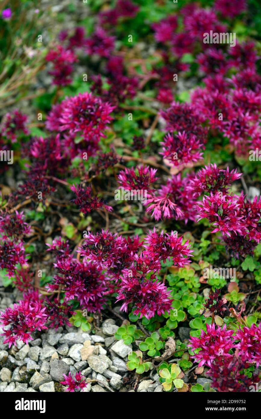 sedum spurium coccineum,Caucasian stonecrop Coccineum,creeping plant,groundcover,red flowers,flower,flowering,mat-forming perennial,RM Floral Stock Photo