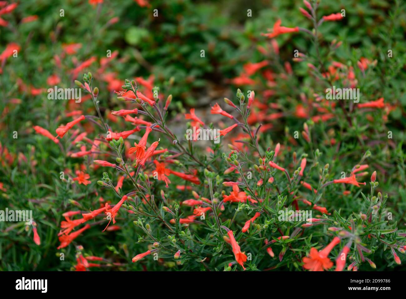 Zauschneria californica Dublin,California fuchsia Dublin,Zauschneria