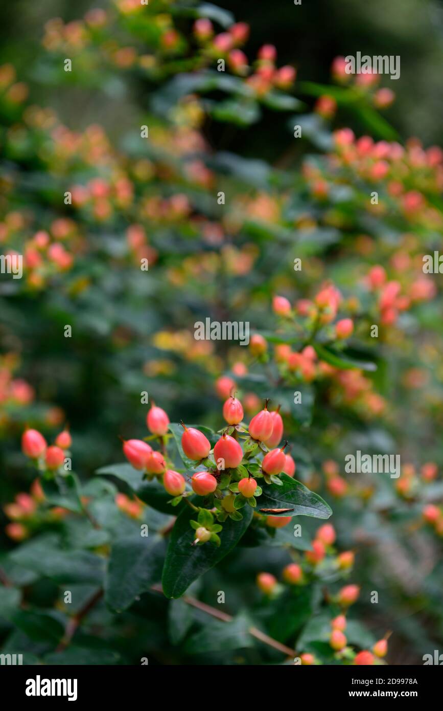 Hypericum,red berries,St Johns Wort,medicinal plant, shrub, shrubs, RM Floral Stock Photo