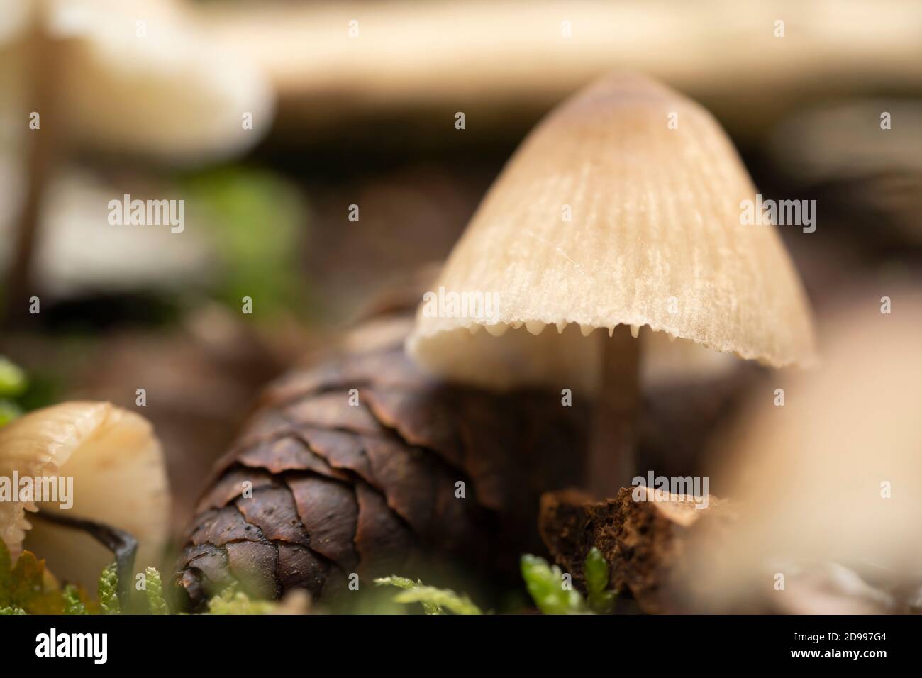 Close-up of mushrooms and pine cone in the forest in autumn Stock Photo