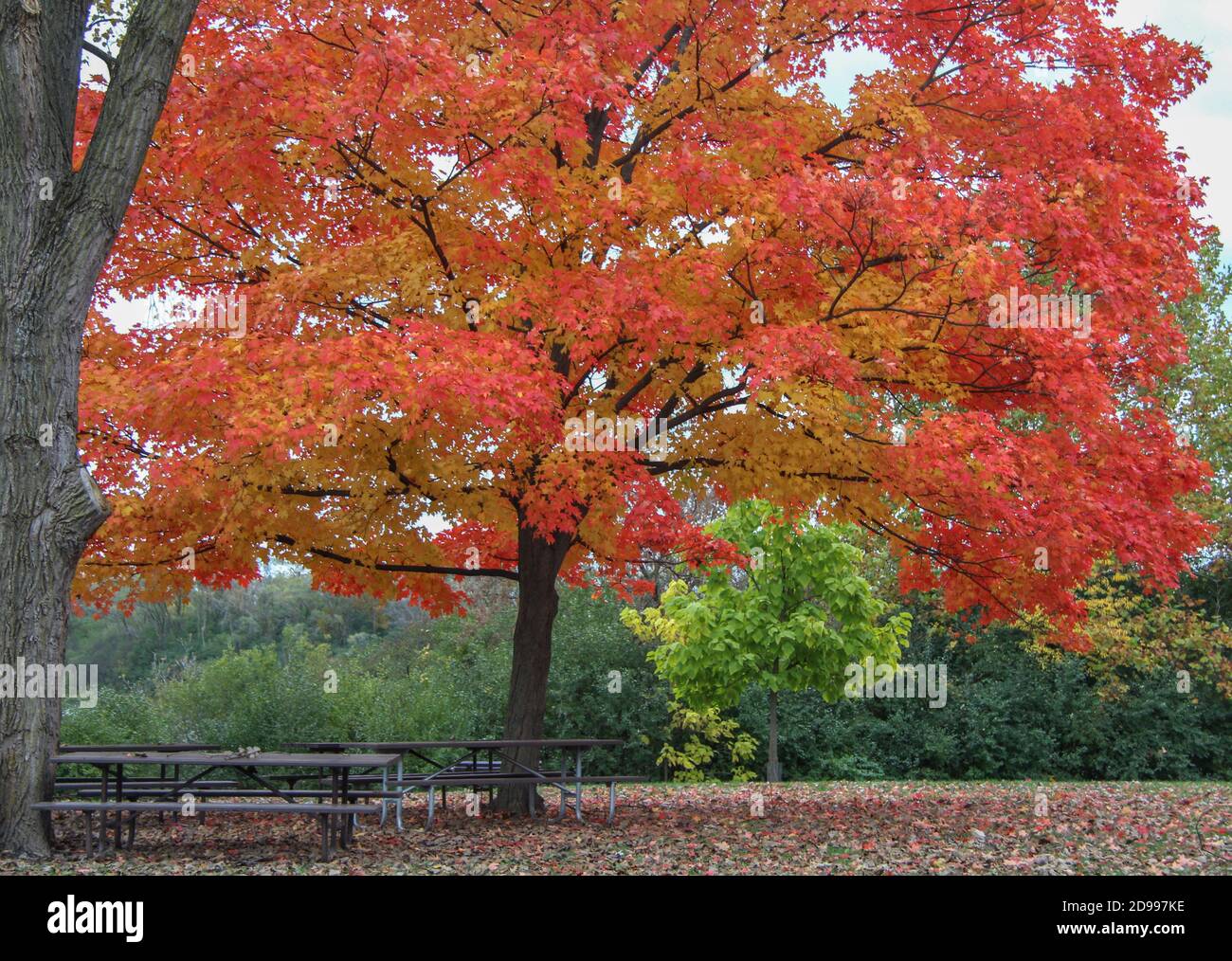 Brilliant red maple trees underplanted with perennial grasses grasses