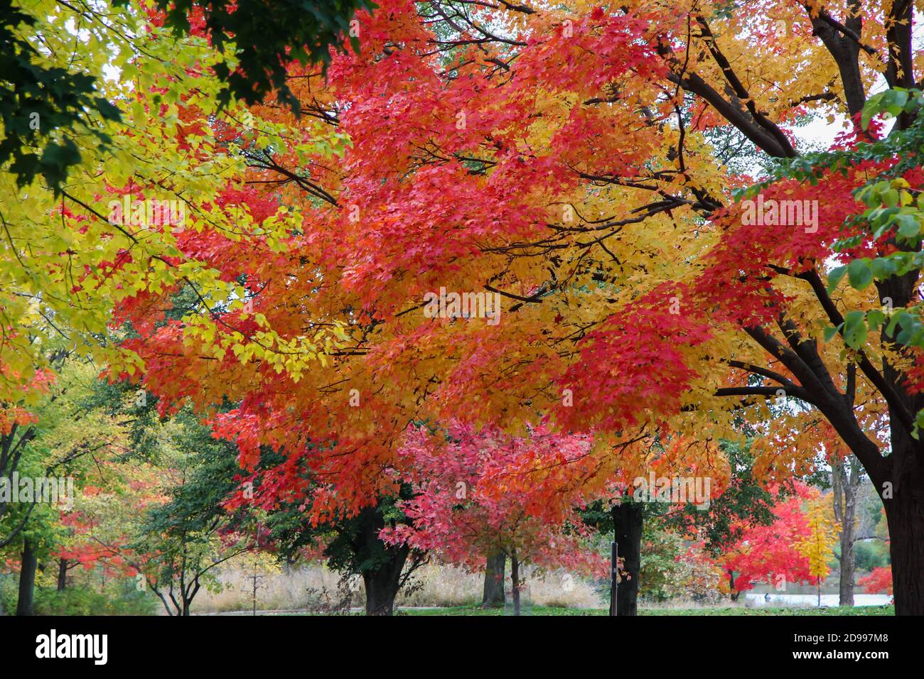 Brilliant red maple trees underplanted with perennial grasses grasses
