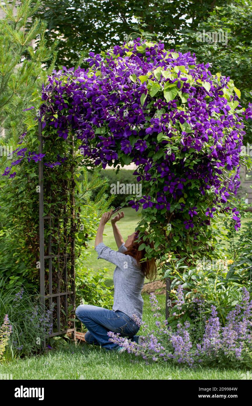 Young female photographer photographing a Purple Jackmanii clematis and lavender catmint highlight this corner of a Chicago garden Stock Photo