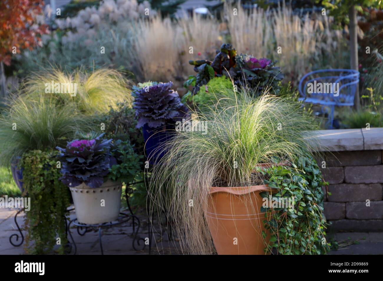 A charming collection of fall garden containers with purple and green kale and hakone grass. Description9 Stock Photo