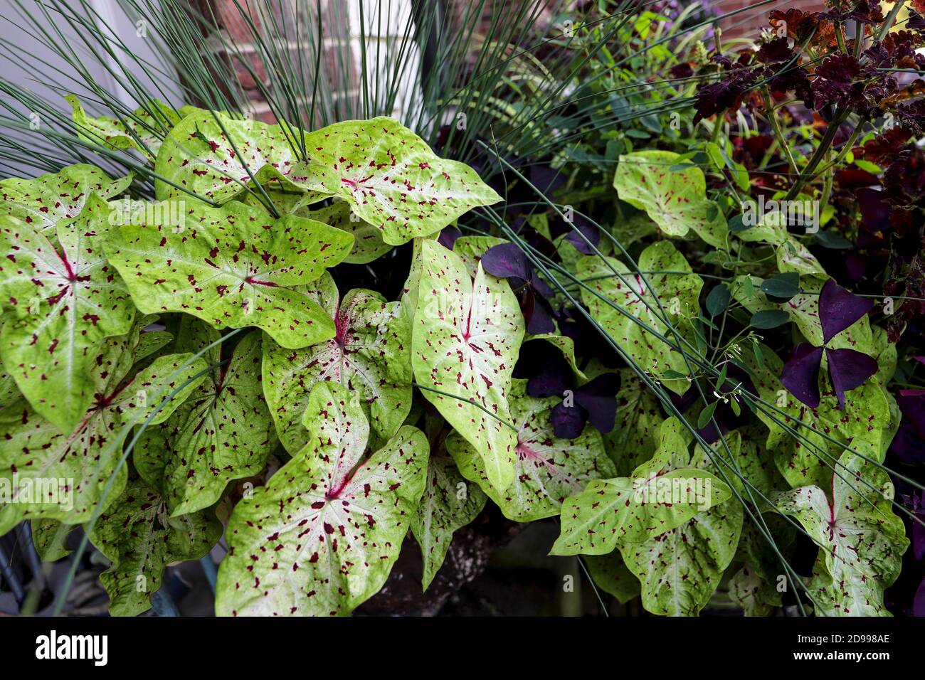 Variegated red and green caladium fill out garden containers that include shamrocks and grasses Stock Photo