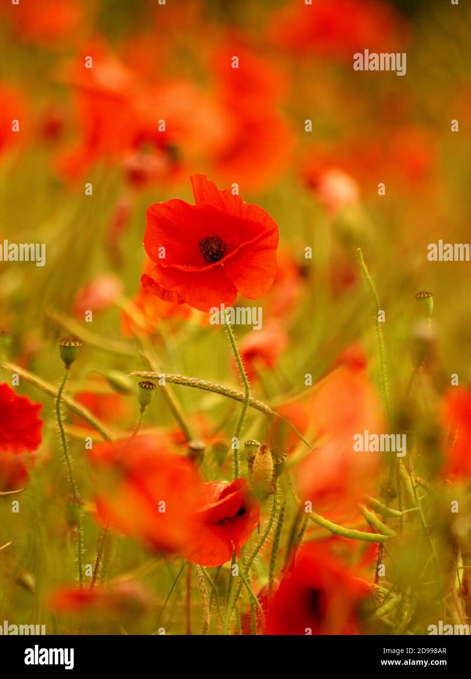 Dancing poppy Cotswolds Gloucestershire Stock Photo - Alamy