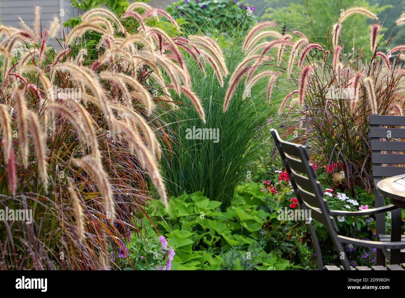 Purple fountain grass wave peacefully in the Chicago winds creating a relaxing environment Stock Photo