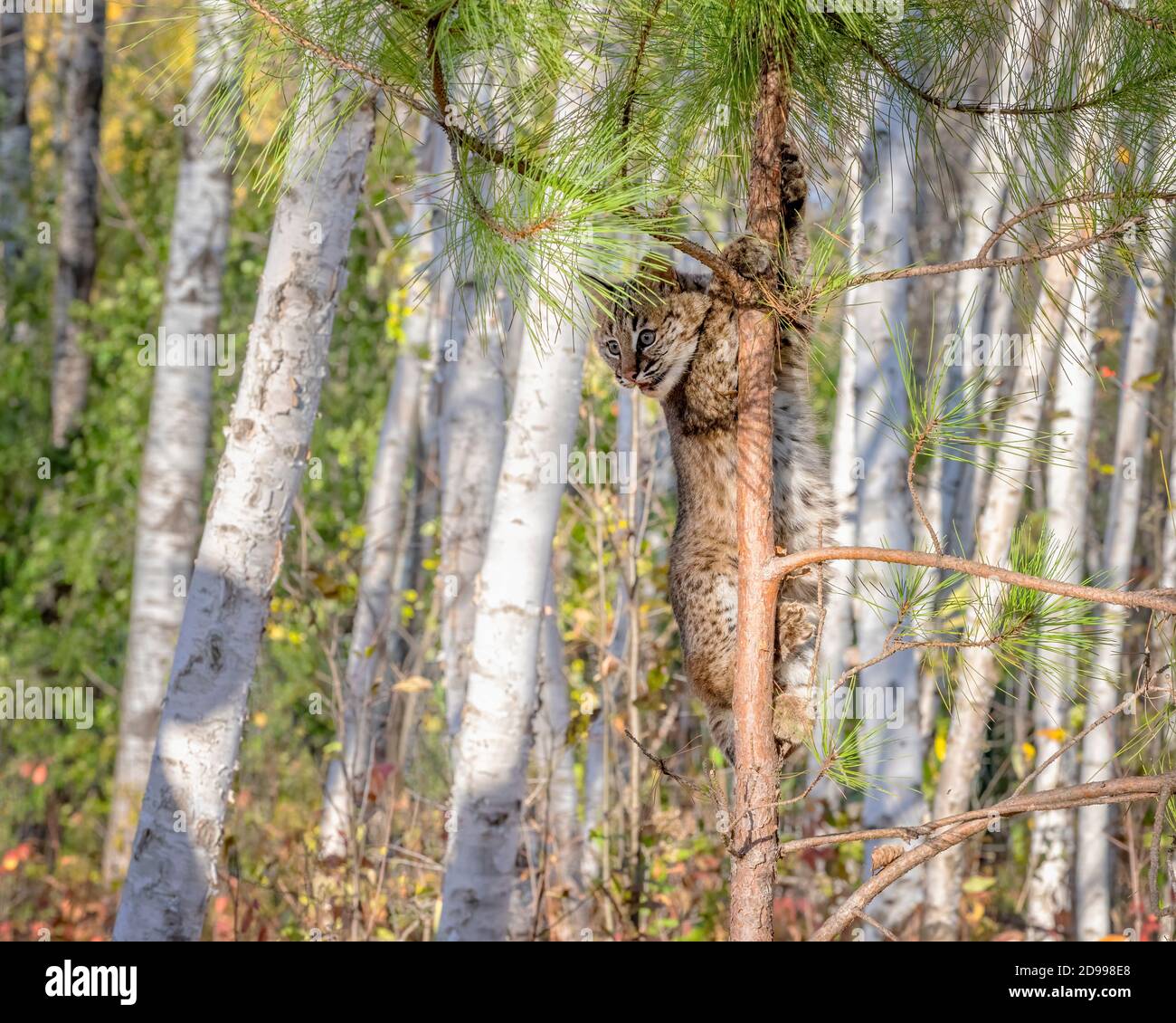 Bobcat Kitten climbing a Pine Tree in a Birch Forest Stock Photo