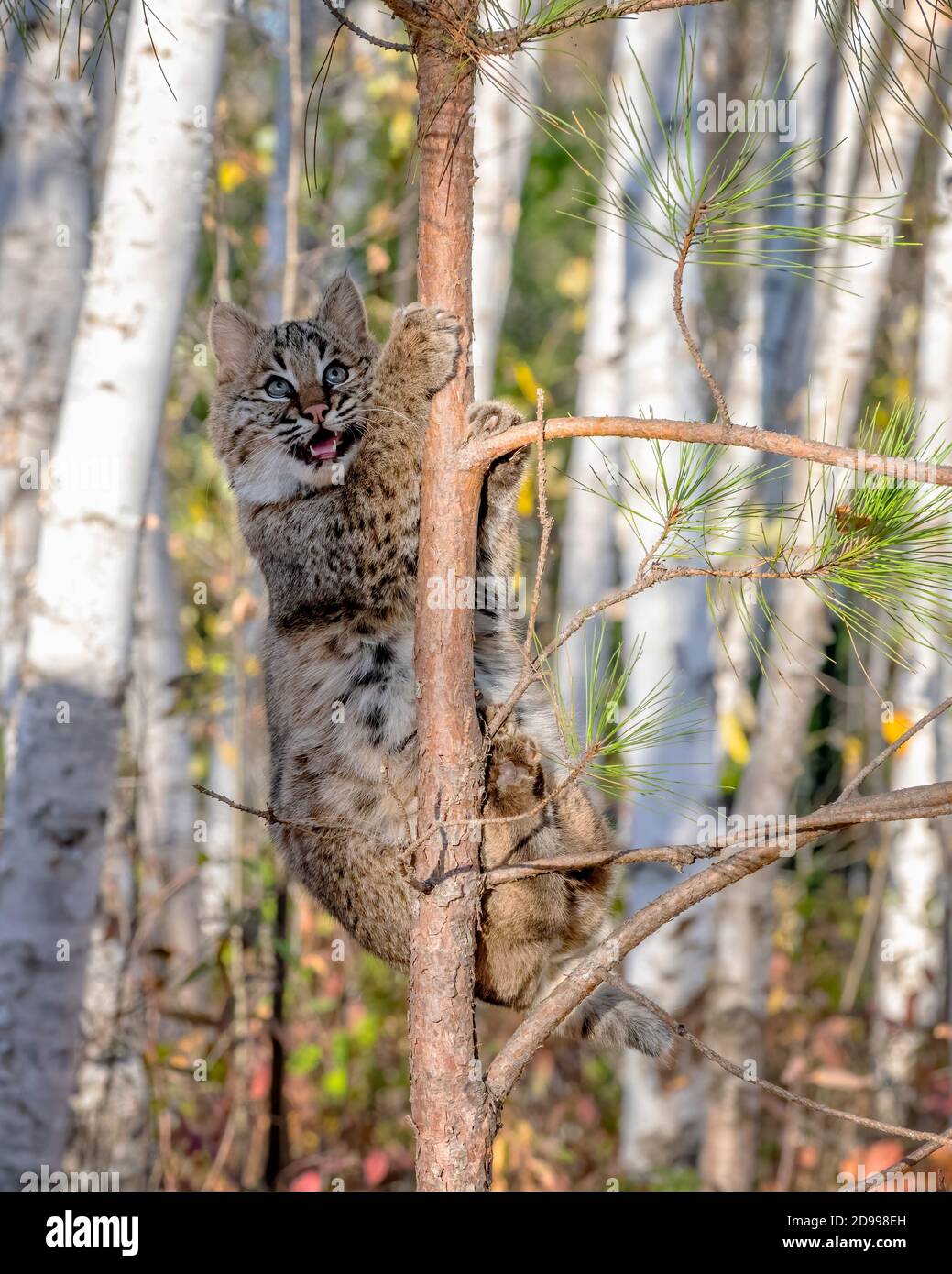 Bobcat Kitten climbing a Pine Tree in a Birch Forest Stock Photo Alamy