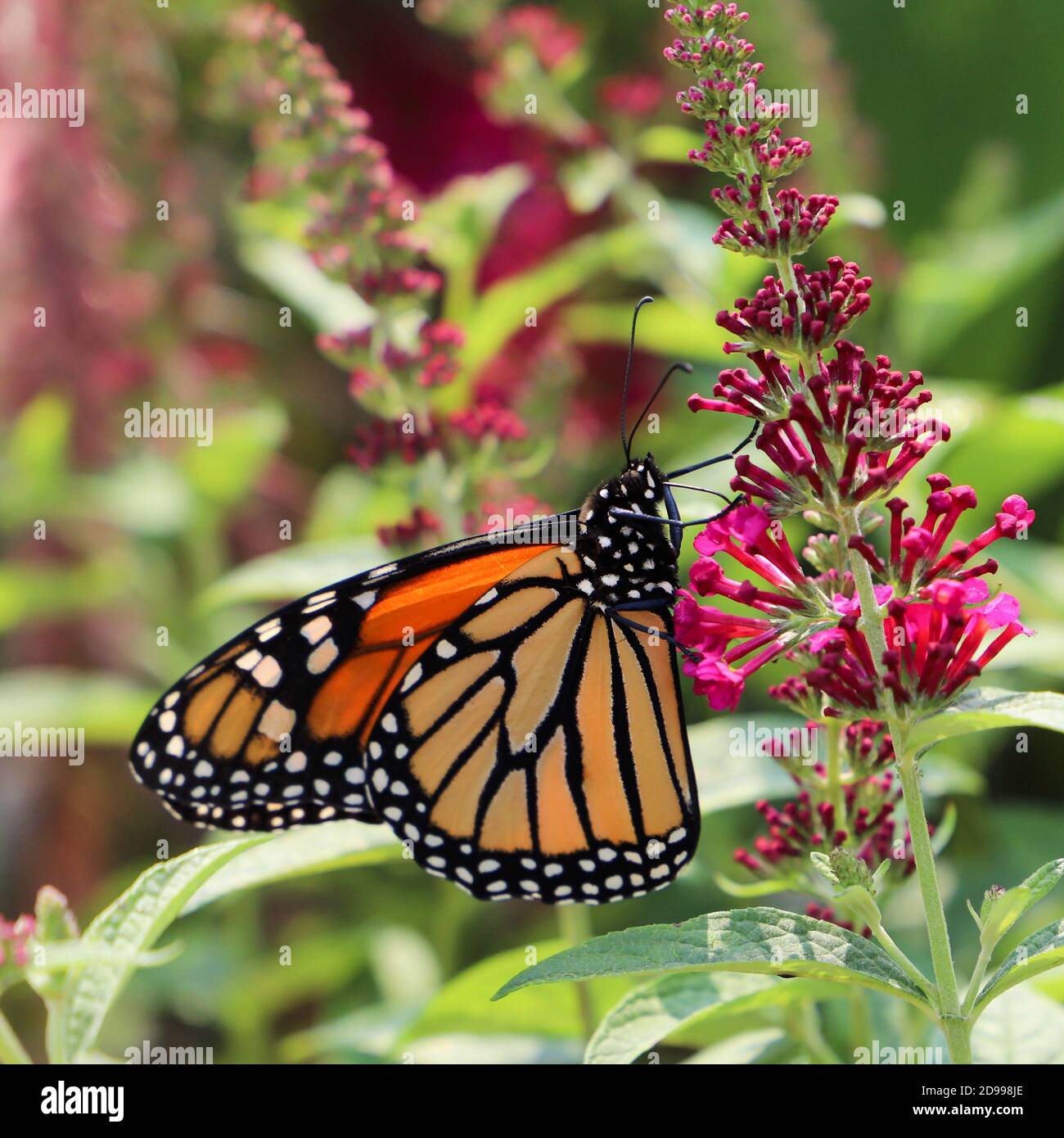 Colorful Monarch butterfly feeding on Miss Molly butterfly bush, a