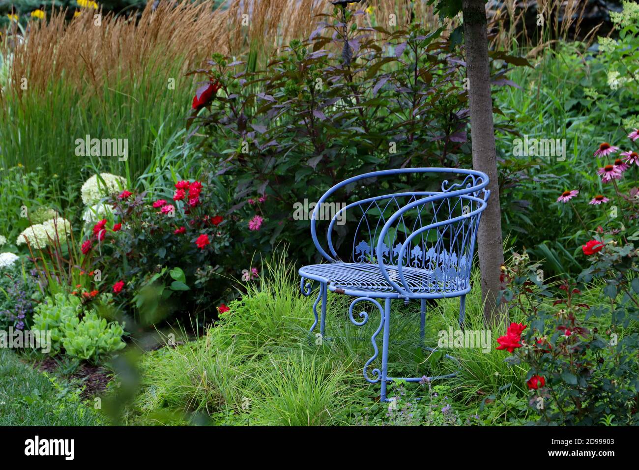 A vintage blue bench in an enchanting Midwest garden scape exploding with cherry red knockout roses intermingling with Midnight marvel red hibiscus Stock Photo