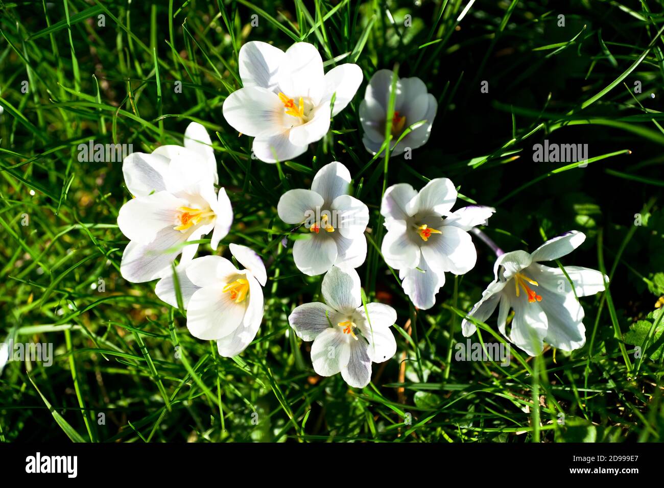 White crocus flowers with orange pistils on a green lawn in winter. Stock Photo