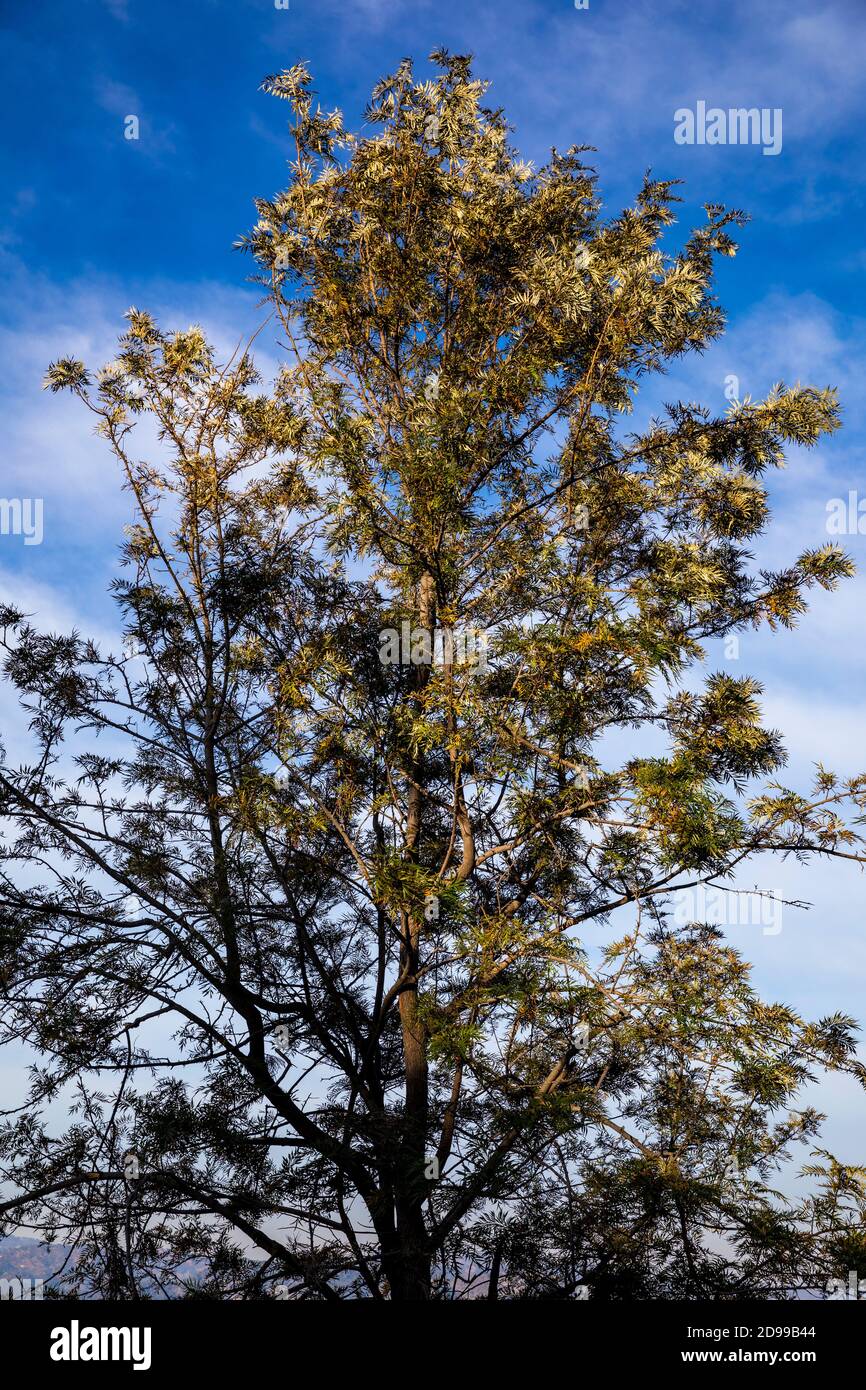An abstract view of branches and leaves of a tree against a blue sky ...