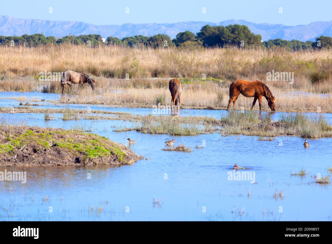 Wild horses on the natural lands , Swampy terrain with mustangs Stock Photo