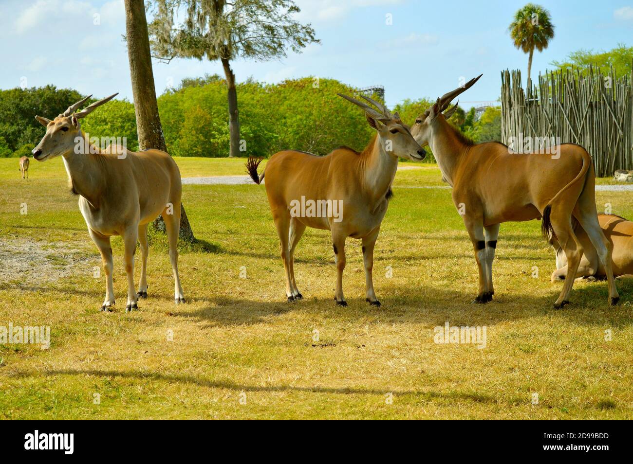 Three antelopes in Busch Gardens Florida Stock Photo Alamy