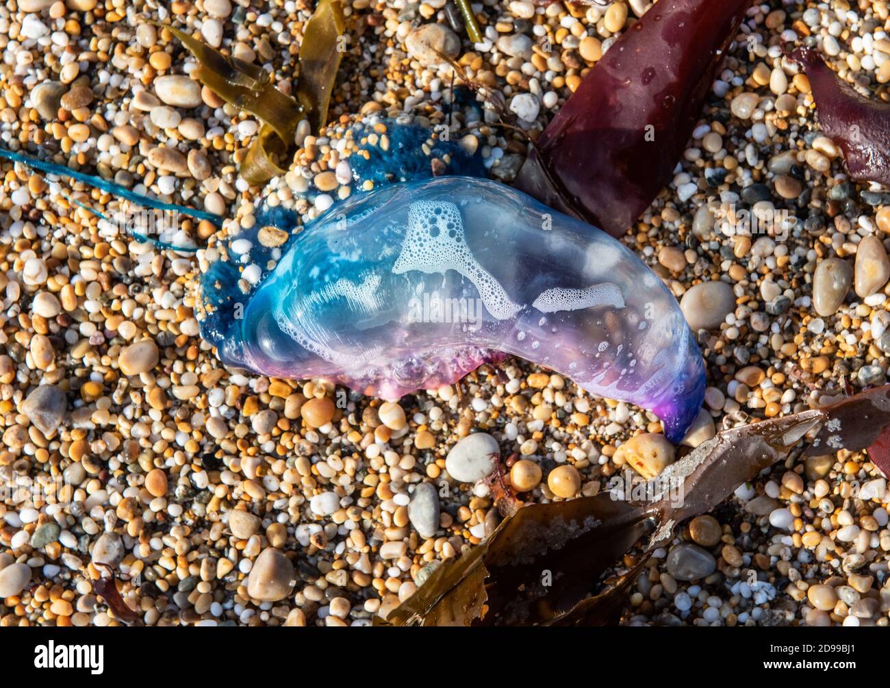 Man o war bluebottle hi-res stock photography and images - Alamy