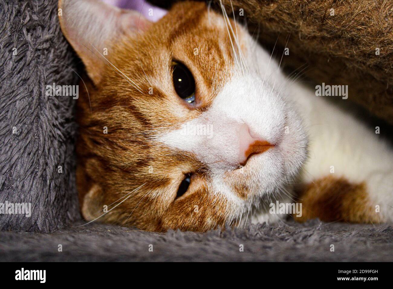 triangle scratching post