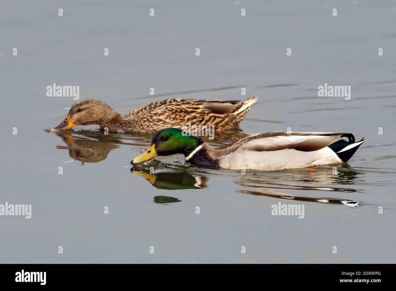 Male and female Mallard Ducks swims with bills skimming the pond water surface in search of food to eat. Stock Photo